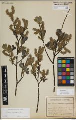 Foto von Salix myrsinifolia Salisb.